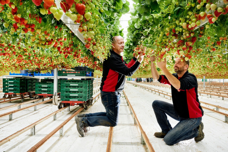 Liof BrookBerries HT8_5794.jpg